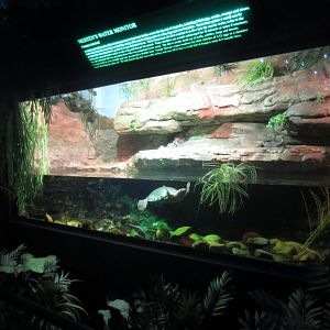 Pignose Turtle tank
