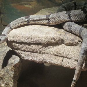Rock Rattlesnake