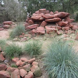 Yellowfooted Rock Wallaby enclosure