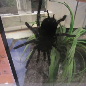 Salmonpink tarantula