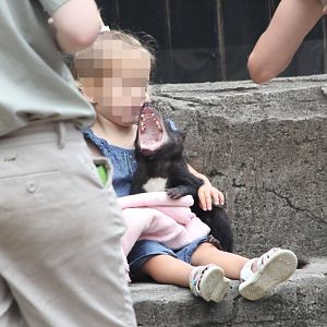 Tasmanian Devil photo-op