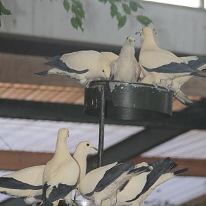 Pied Imperial Pigeon (Ducula bicolor) 12.12.12