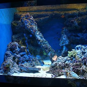 S.E.A. Aquarium - South China Sea