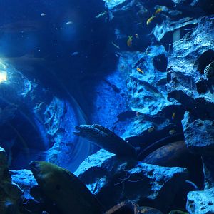 S.E.A. Aquarium - South China Sea