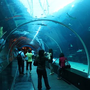 S.E.A. Aquarium - Shark Seas