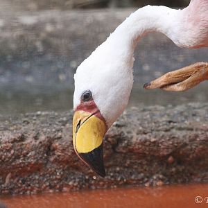 Puna or James's Flamingo (Phoenicoparrus jamesi)