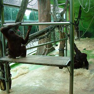 Bornean Orang Utan Exhibit at Usti, 29/08/12