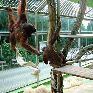 Bornean Orang Utan Exhibit at Usti, 29/08/12