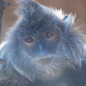 Silvery Langur at Usti, 29/08/12