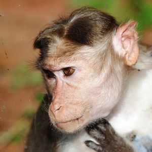 Bonnet Macaque at Usti, 29/08/12