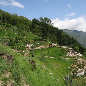 Caprid walkthrough exhibit (6 species)