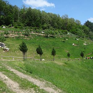 Caprid walkthrough exhibit (6 species)