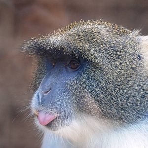 Sykes' Guenon at Usti, 29/08/12