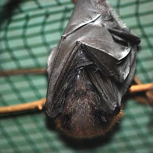 Variable Fruit Bat at Usti, 29/08/12