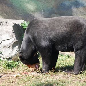 Malayan Sun Bear at Usti, 29/08/12