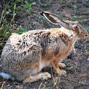 Wild Brown Hare at Usti, 29/08/12