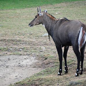 Nilgai at Usti, 29/08/12