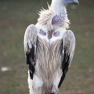 Himalayan Griffon at Usti, 29/08/12