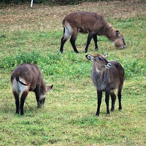 Defassa Waterbuck at Usti, 29/08/12