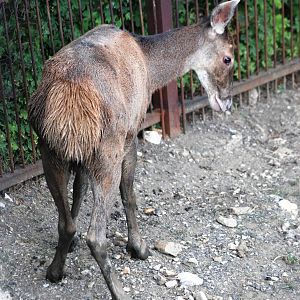White-lipped Deer at Usti, 29/08/12