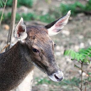 White-lipped Deer at Usti, 29/08/12