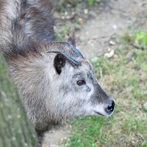 Japanese Serow at Usti, 29/08/12