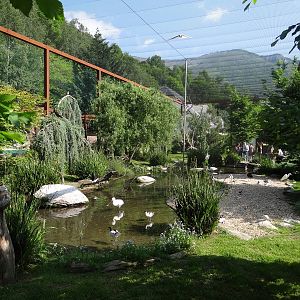 European waterfowl walkthrough aviary (30 species)
