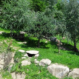 Eurasian lynx exhibit