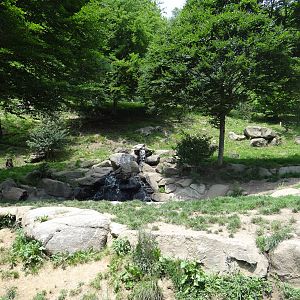 European wolf exhibit