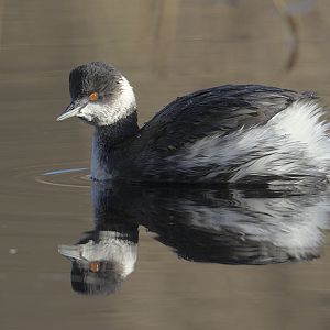 Black-necked grebe