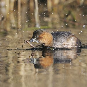 Dabchick with prey