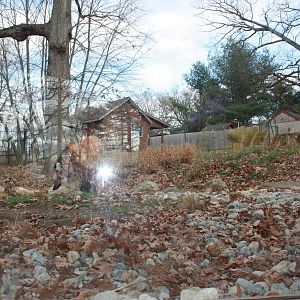 How to View a Maned Wolf