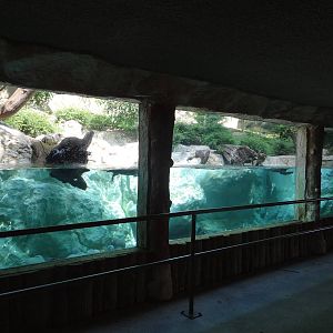 European otter underwater view