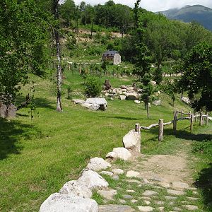 Caprid walkthrough exhibit (6 species)