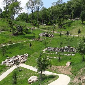 Caprid walkthrough exhibit (6 species)