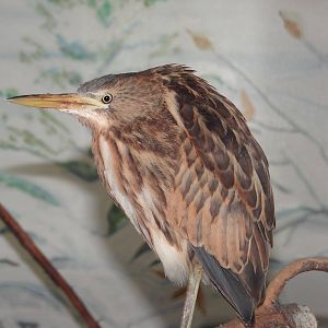 Little bittern (Ixobrychus minutus)