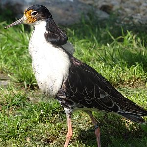 Ruff (Philomachus pugnax)