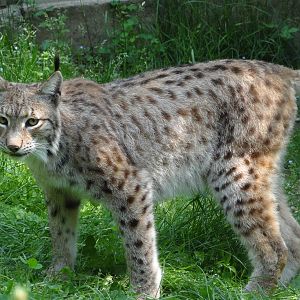 Eurasian lynx (Lynx lynx lynx)