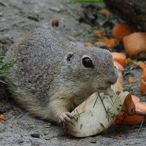 European ground squirrel (Spermophilus citellus)