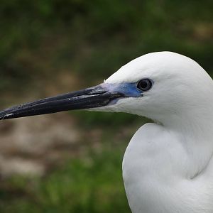Little egret (Egretta garzetta)