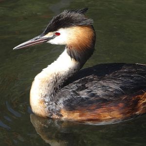 Great crested grebe (Podiceps cristatus)