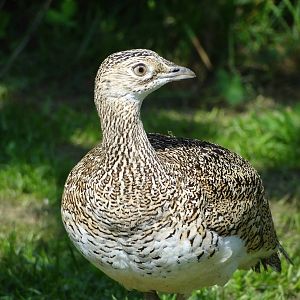 Little bustard (Tetrax tetrax)