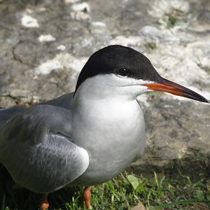 Common tern (Sterna hirundo)
