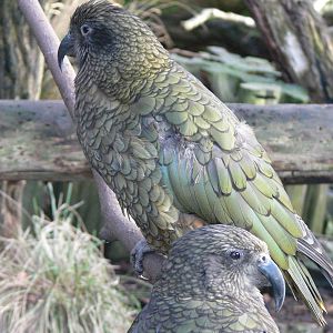 Keas at Blackpool Zoo, 09/12/12