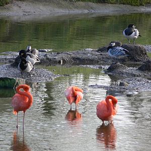 American Flamingos at Blackpool Zoo, 09/12/12