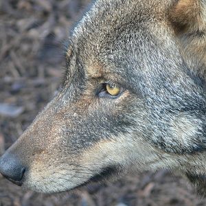 Iberian Wolf at Blackpool Zoo, 09/12/12