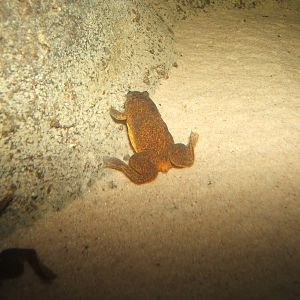 Lake Oka Clawed Frog