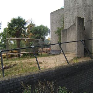 View of work for new Tiger exhibit