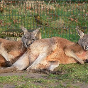 Red Kangaroo at Blackpool Zoo, 09/12/12