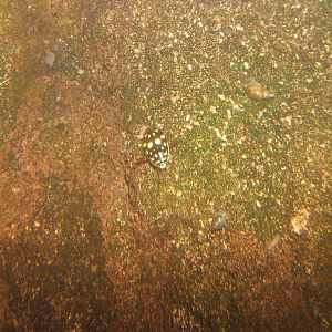 Sunburst Diving Beetle